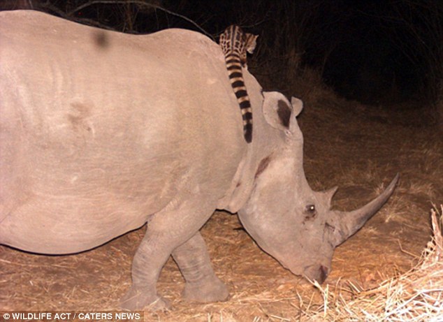 1411140862370_wps_21_PIC_BY_WILDLIFE_ACT_CATER.jpg