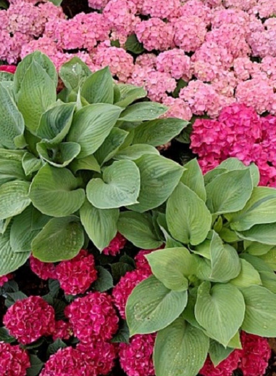 Y76_900.jpg