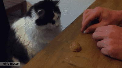 1339092313_cat_plays_shell_game.gif