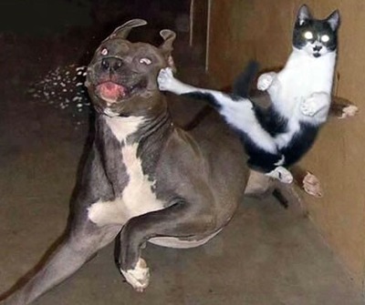 cat-kicks-dog.jpg