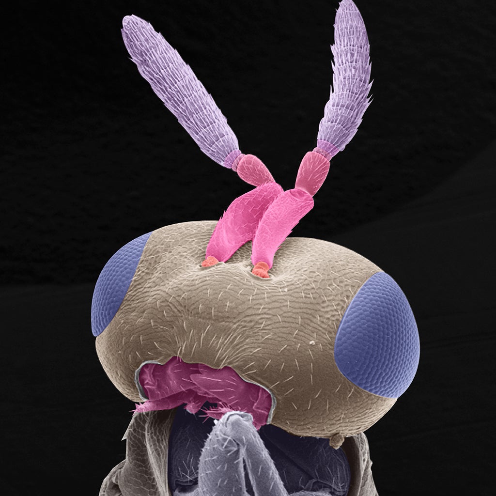 jewelwasp_22d.jpg