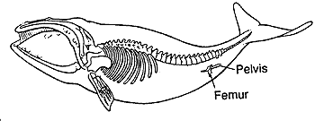 vestigialstructure1.gif
