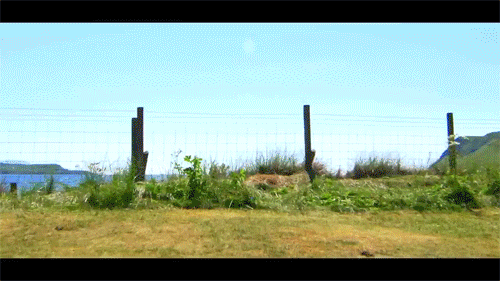 gifs_19.gif