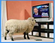 sheepwatchingfox.jpg