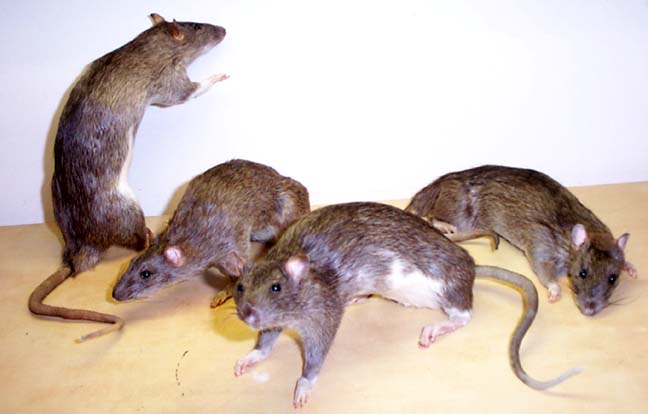FourRats.jpg