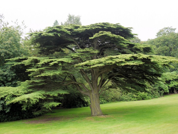 cedar-tree.jpg