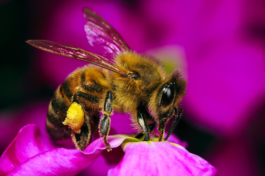 Honeybee_in_a_Wallflower_III_by_dalantech.jpg