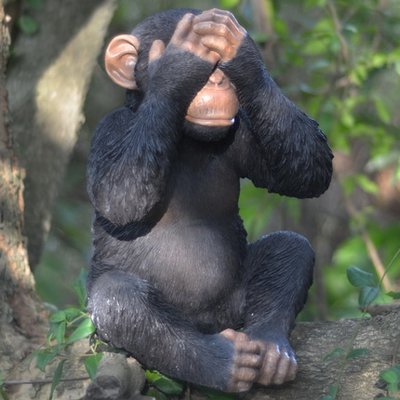 moneky.jpg