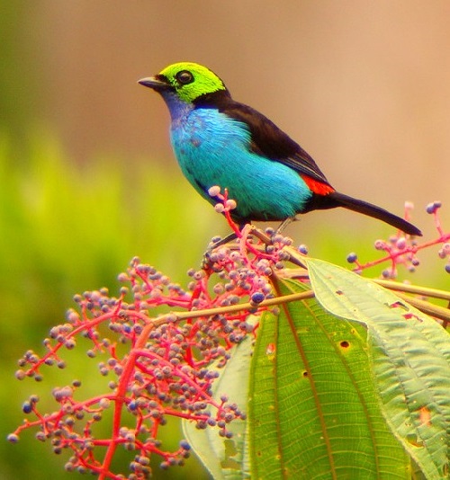 Paradise-Tanager-3.jpg