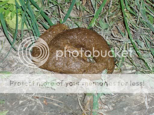 poop-1.jpg