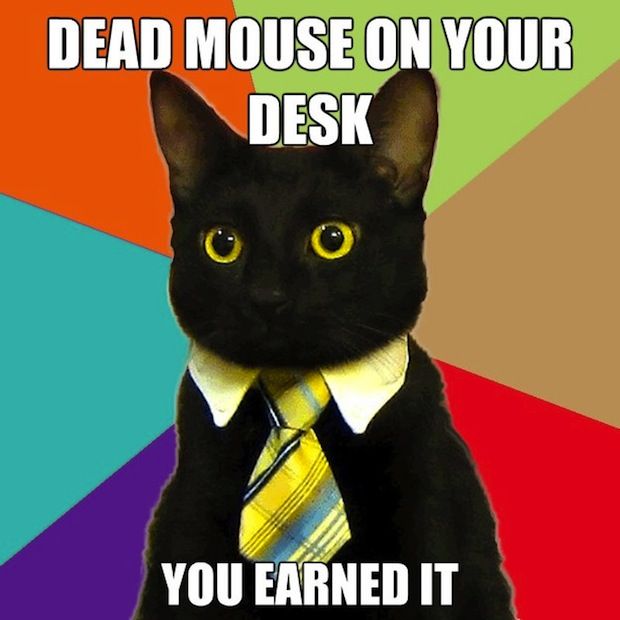 business-cat-03.jpg