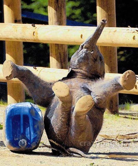 rofl-elephant.jpg