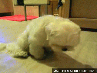 sleepy-dog-o.gif