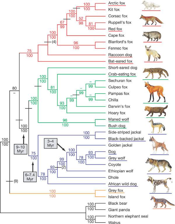 dog-phylogenetic-tree.jpg