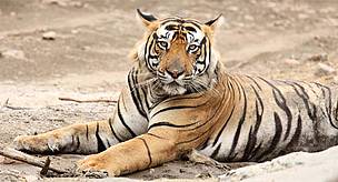tiger2_ravi_singh_copy_39005.jpg