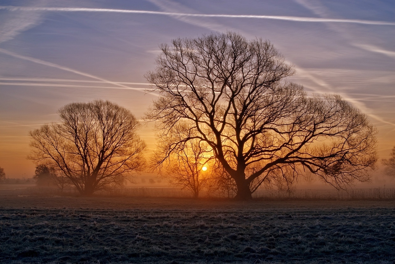 Winter-trees-scenery-pics-22173889-1280-857.jpg