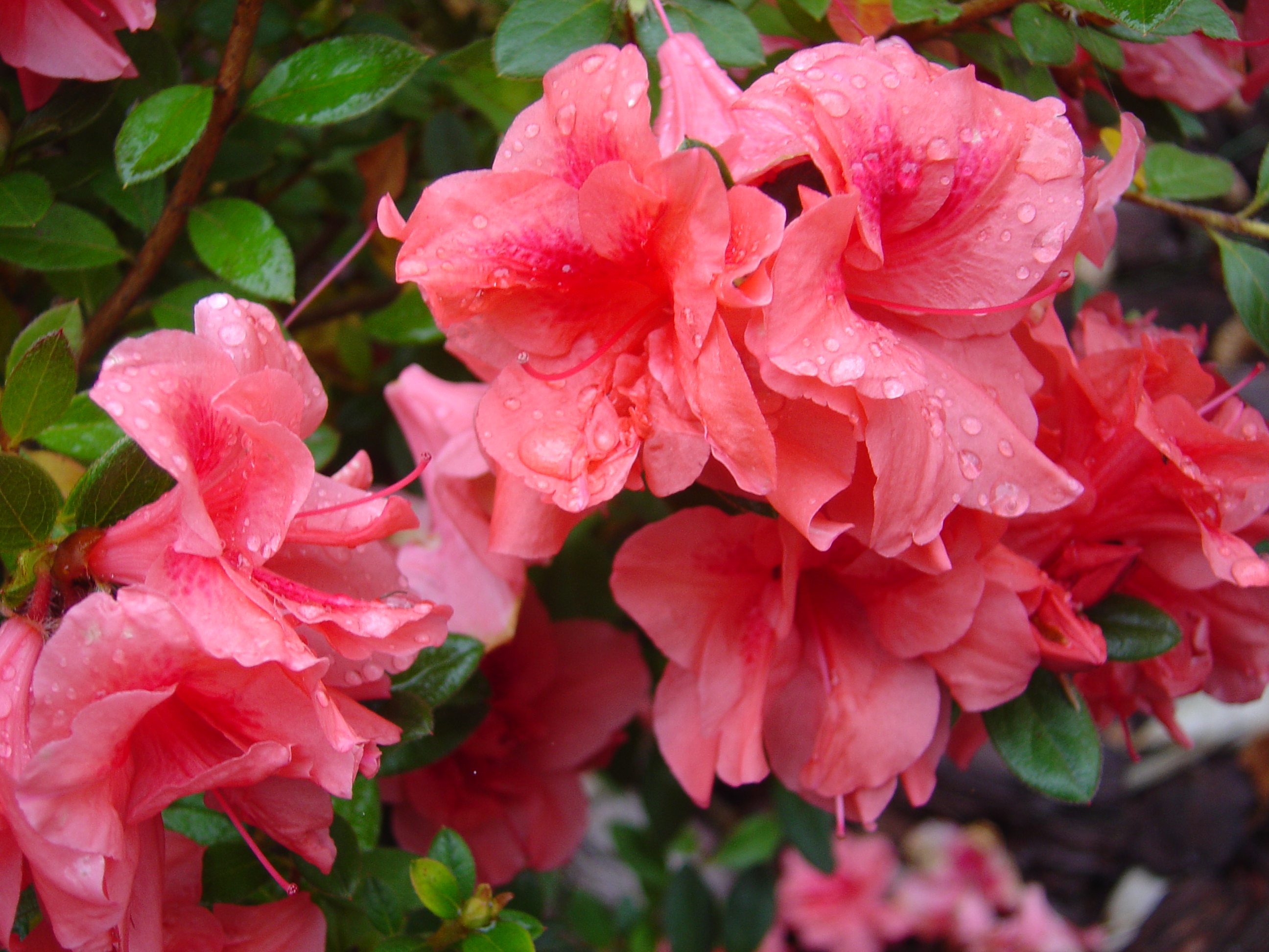 azalea-encore-autumn-princess.jpg