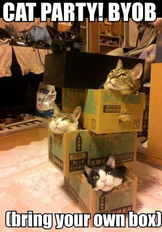 funny-cute-party-box-tabby1.jpg
