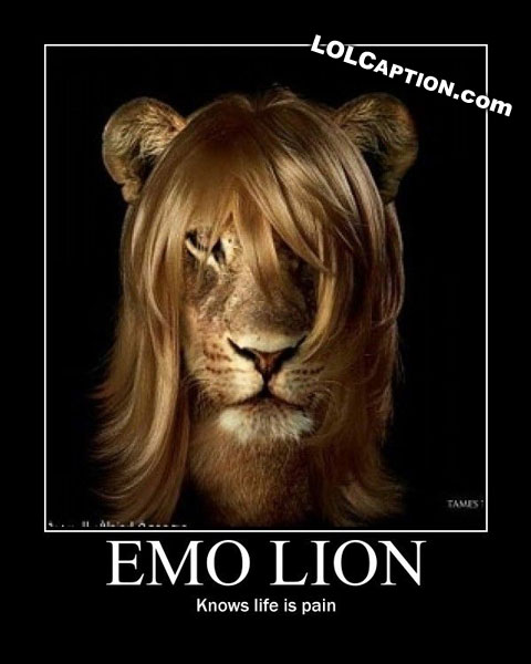 lolcaption-emo-lion-knows-no-pain-emolion.jpg
