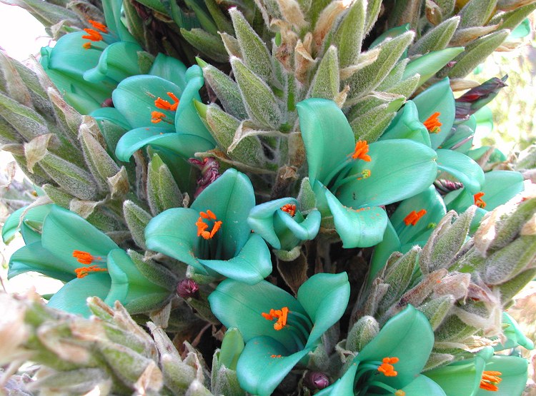 Turquoise_Puya_berteroniana_6430.jpg