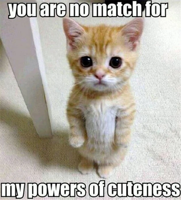 Funny-Animal-09.jpg