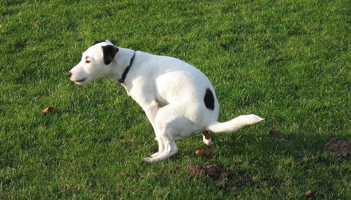 dog-crapping.jpg
