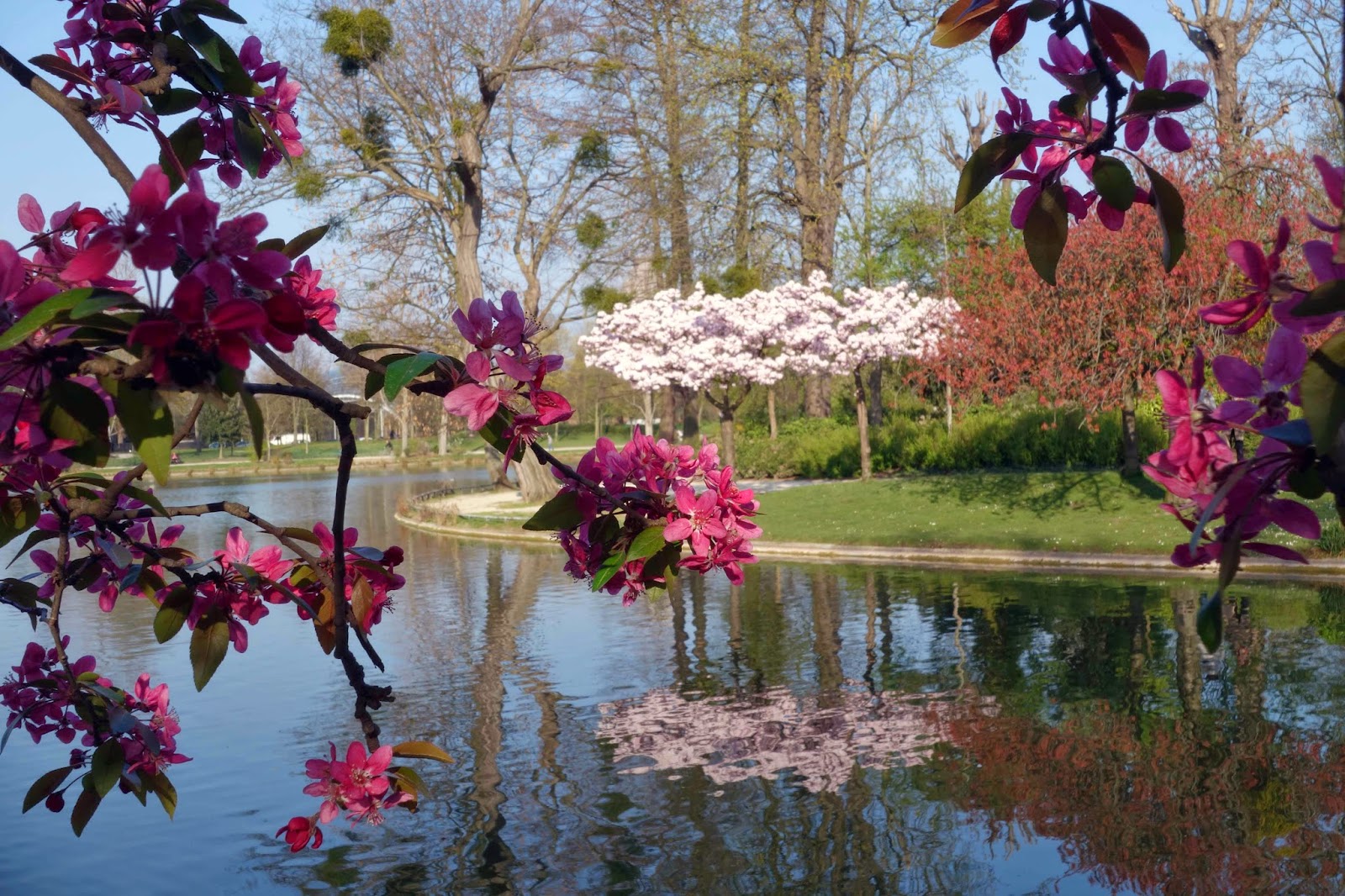 flowering+trees.jpg