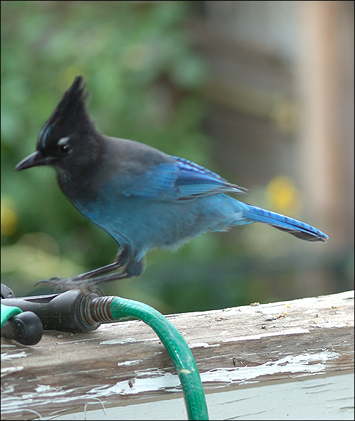 stellars-jay-dsc_7701.jpg