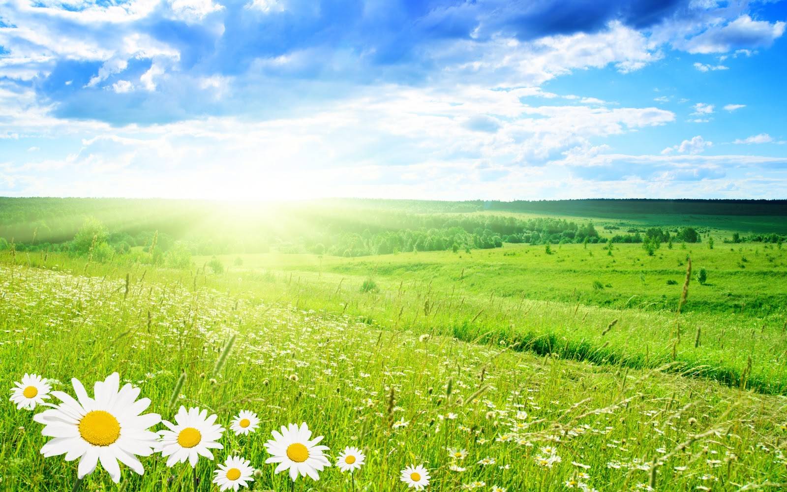 green-landscapes-flowers-daisy-green-field-bright-HD-Wallpapers.jpg
