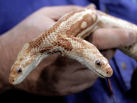 twoheadedsnake.jpg