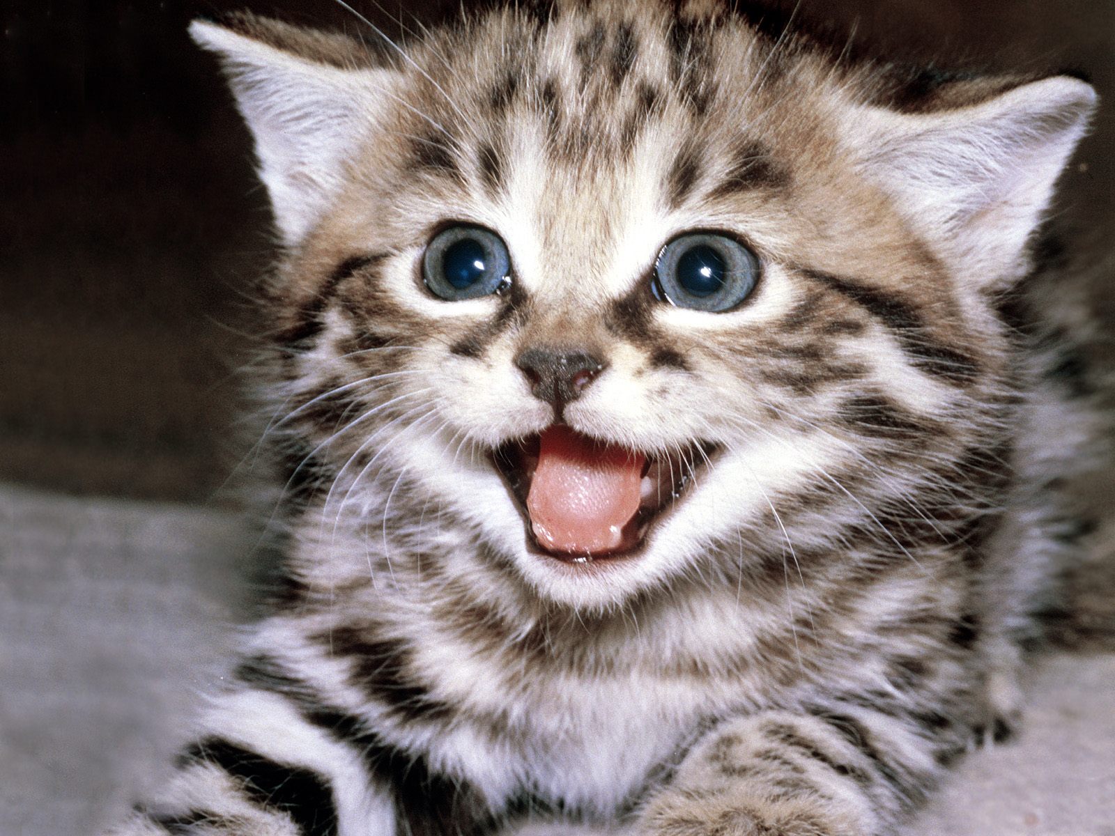 Cat+(8).jpg