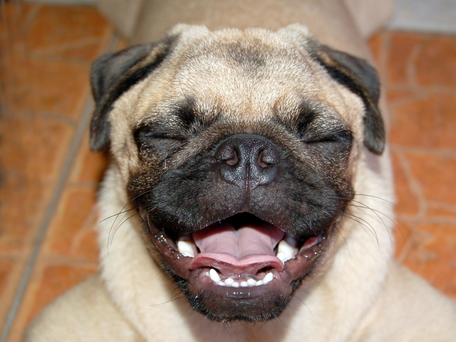 laughing-pug.jpg