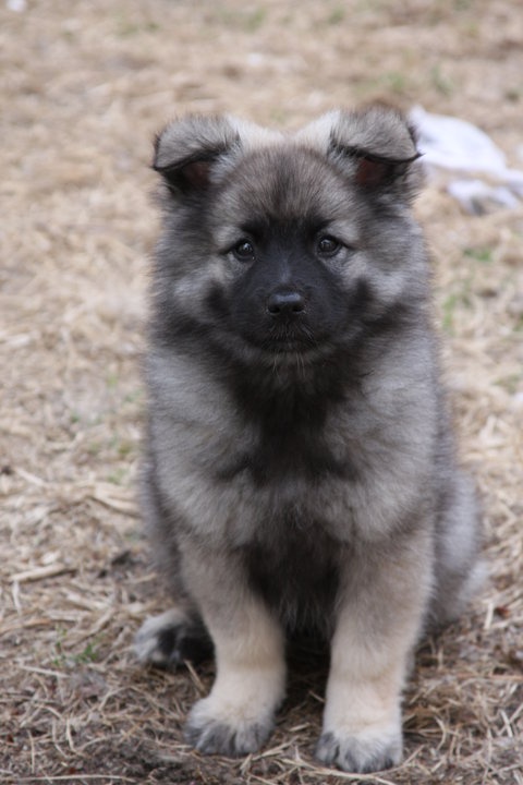 keeshond-puppy.jpg
