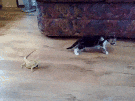 200.gif