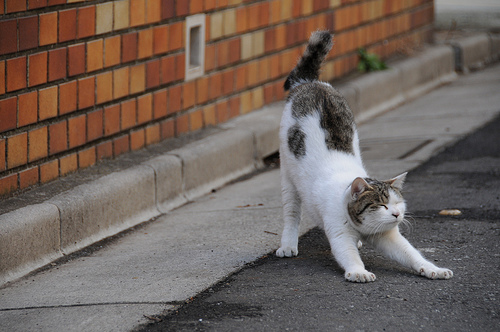 cat-stretch-meow.jpg