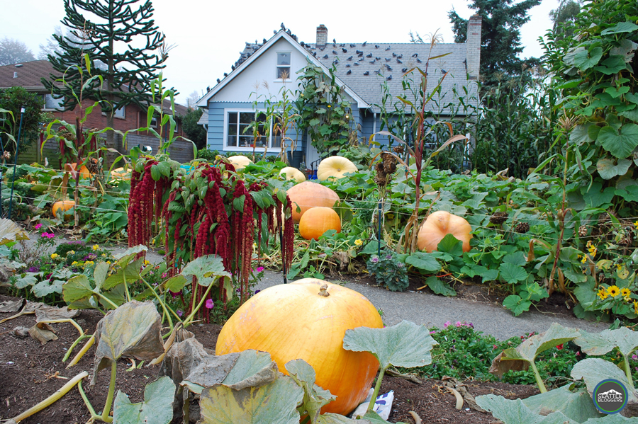 magnolia-pumpkin-patch.jpg