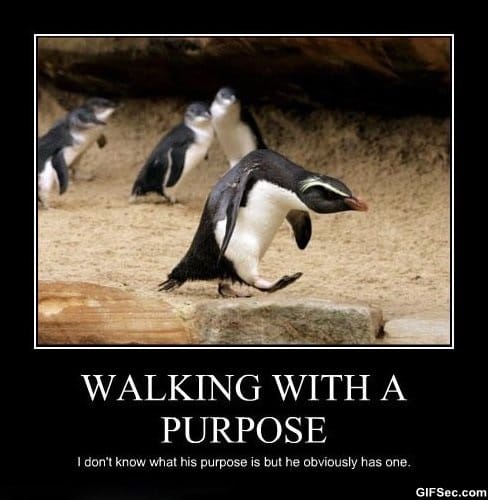 Funny-Pictures-Walking-with-a-purpose.jpg