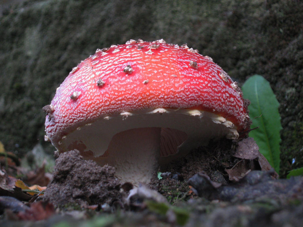 fungi_by_snowflaky-d70urpu.jpg