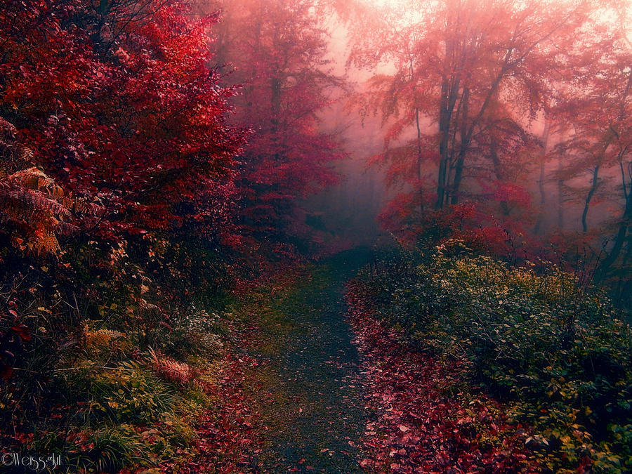 colorful_nature_by_weissglut-d6ulbc7.jpg