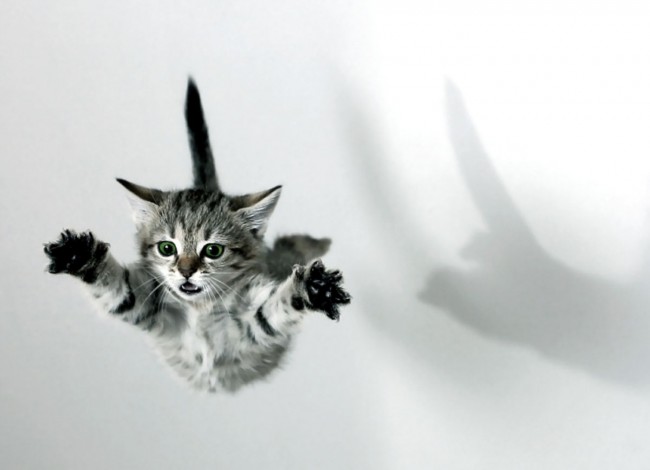 ninja-animal-1396-650x470.jpg