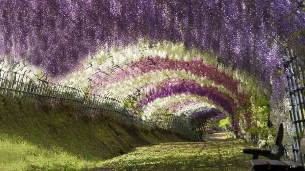 Wisteria-Tunnel-620x348.jpg