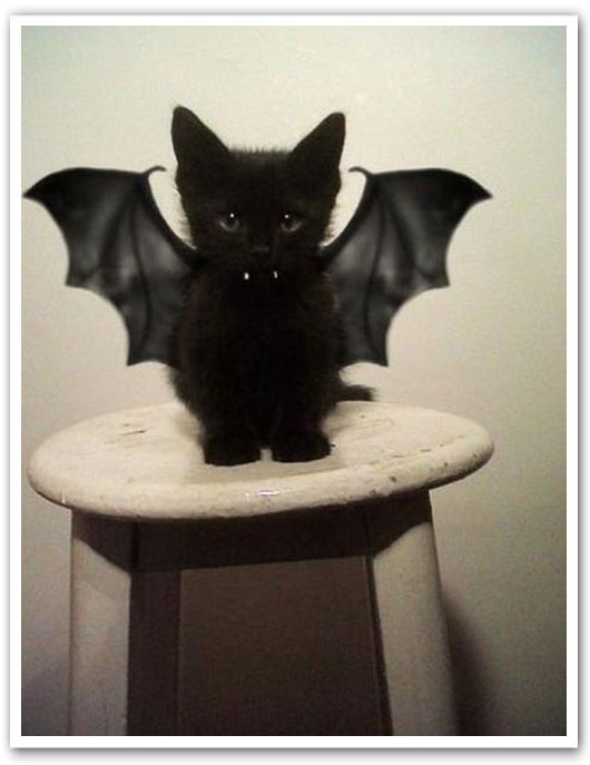vampire-black-cat.jpeg