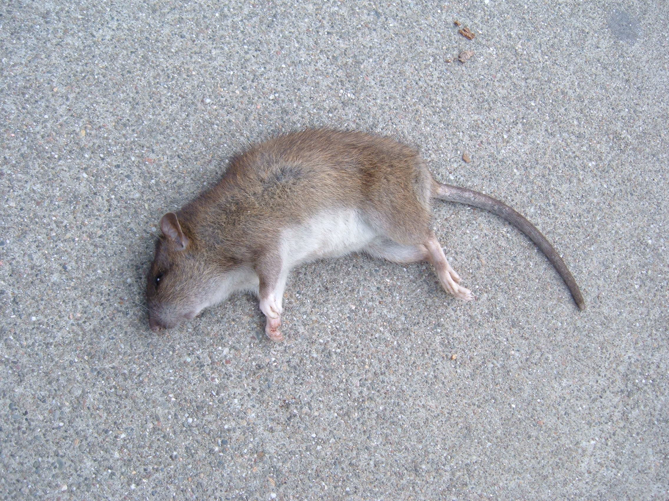 dead-rat.jpg
