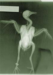 duck-xray-775718.jpg