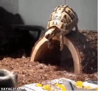 animals-who-are-terrible-at-judging-distances-7.gif