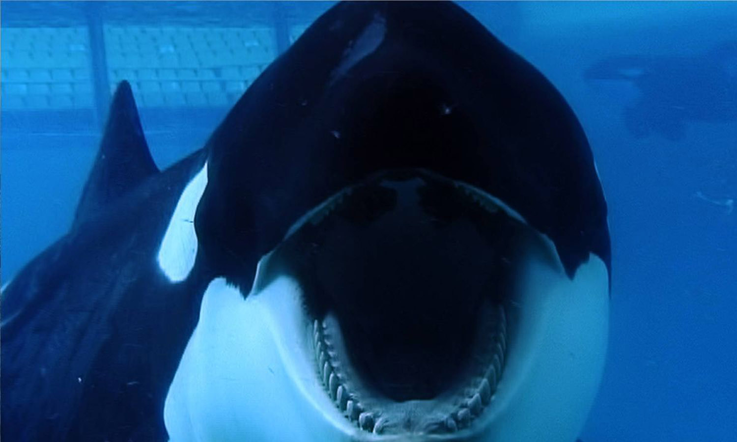 Blackfish-whale-mouth.jpg