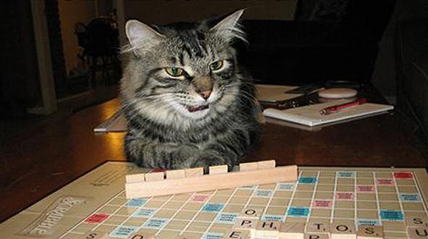 Cats-That-Play-Scrabble-1.jpg