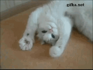 134179725_1335967639_prikolnie_kotiki.gif