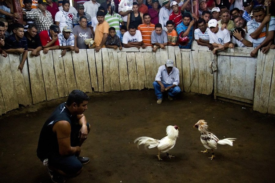 telica-cock-fighting-ring-900x900.jpg