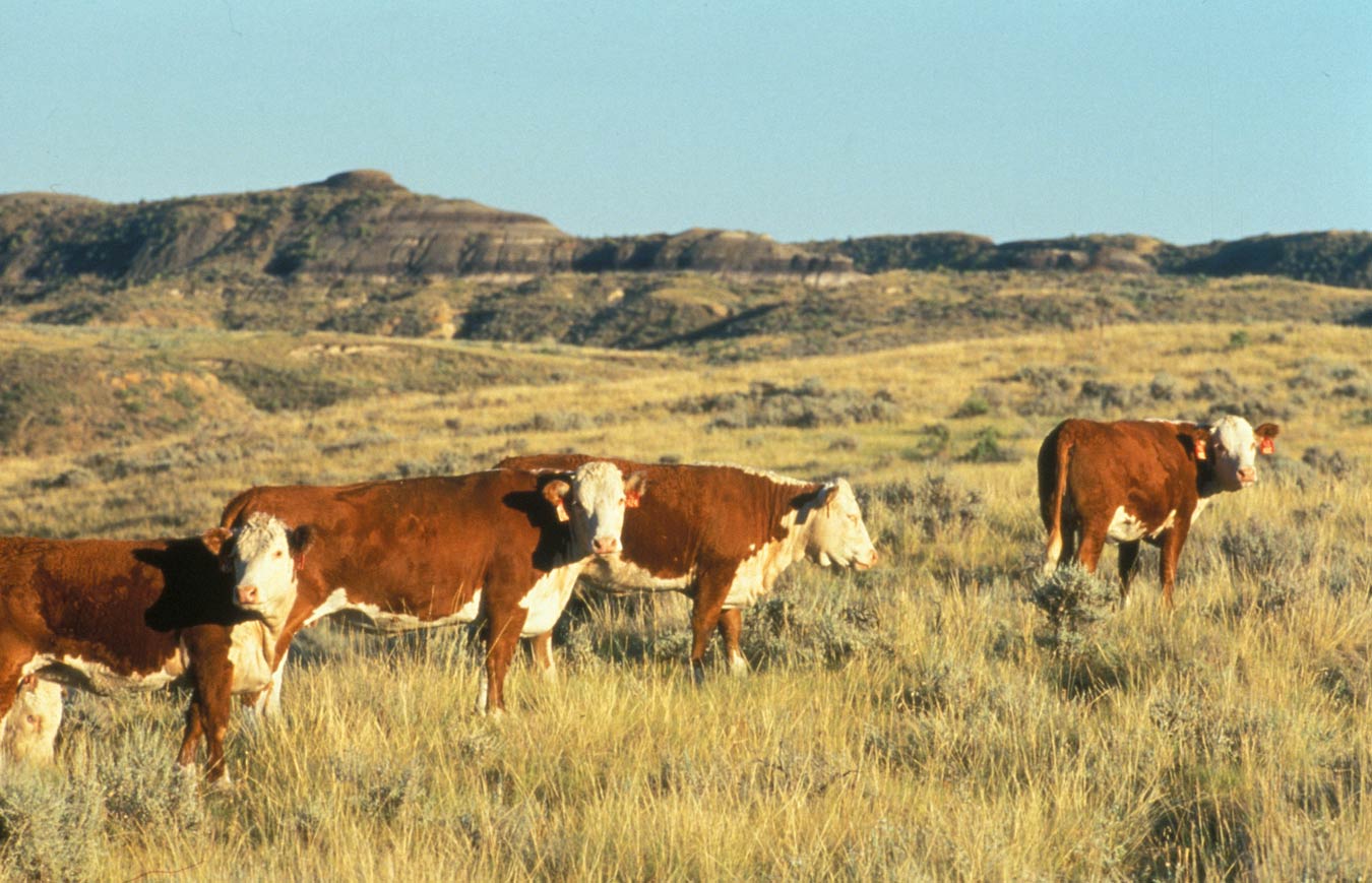 Hereford_cattle.jpg